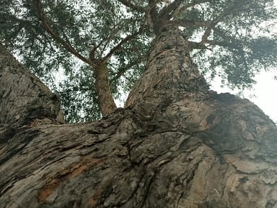The image showcases a towering tree viewed from a low angle. Rough, textured bark dominates the foreground, with the trunk extending upwards. Branches reach towards the sky, partially obscuring a light, overcast sky. Foliage is visible, creating a canopy effect. The perspective emphasizes the tree's height and the intricate details of its bark.