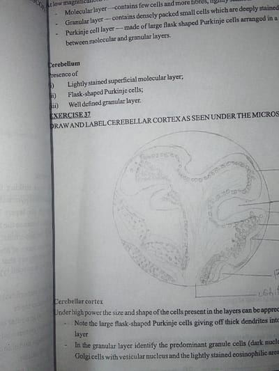 The image contains descriptive information and instructions for a microscopic observation of the cerebellum. It notes the presence of a lightly stained superficial molecular layer, flask-shaped Purkinje cells, and a well-defined granular layer. There are directions to draw and label the cerebellar cortex as seen under the microscope, highlighting the size and shape of cells, flask-shaped Purkinje cells with thick dendrites, granule cells in the granular layer, and Golgi cells.