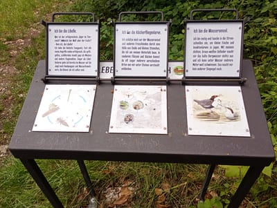 This image depicts an outdoor educational display located in Brannenburg, Germany, likely in a natural setting near a body of water, given the subject matter. The display consists of a dark metal table with three framed information boards mounted on it. Each board has a text section and a corresponding illustration below.

The left board is titled "Ich bin die Libelle." (I am the dragonfly). The illustration shows a dragonfly and its larval form, along with a life cycle diagram.

The middle board is titled "Ich bin die Köcherfliegenlarve." (I am the caddisfly larva). The illustration displays various stages and forms of caddisflies, including their larval cases.

The right board is titled "Ich bin die Wasseramsel." (I am the dipper). The illustration shows a dipper bird on a rock in water and another dipper bird diving.

The table itself is rectangular and appears to be made of a rough, dark material. It is supported by black metal legs. The display is situated amidst lush green foliage and grass, suggesting it is in a park, forest edge, or nature trail. There are no people visible in the image. The overall scene is one of an informational kiosk designed to educate visitors about local aquatic insects and birds.