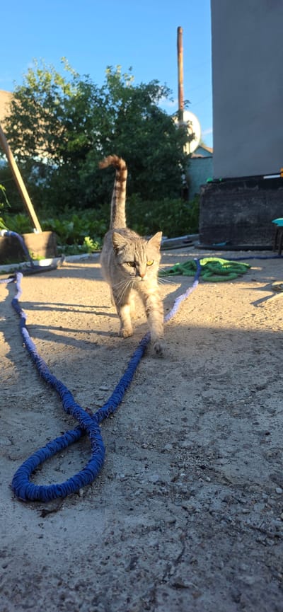 In an outdoor setting, a tabby cat with green eyes walks on a concrete surface in the city of Saran, Kazakhstan. The cat is walking towards the camera, with its tail held high and slightly curved. A blue, coiled rope lies on the ground in front of the cat, forming a V-shape. The background shows greenery, a building, and a tall, rusty pole. The sun is low in the sky, casting long shadows.
