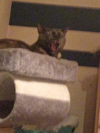 The image shows a black and white cat with green eyes, lying on a grey cat tree, yawning with its mouth wide open. The cat is positioned on the top level of the cat tree, with its head tilted to the right. The cat tree is made of grey fabric and has a circular opening at the bottom. The image was taken indoors, possibly in a home, as the background is blurred and a wooden doorframe is visible to the right of the image. The location provided, latitude 49.904, longitude 8.451, corresponds to a residential area in Groß-Gerau, Germany.  The exact location cannot be determined from the image.