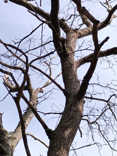 A low-angle shot captures a dense network of bare tree branches against a pale blue, cloudless sky. The main focus is on the textured bark of two large, intertwined tree trunks. The branches, some thick and others thin and twig-like, create a complex, almost chaotic pattern. Some of the branches are partially covered in a light green lichen. The image provides no indication of its location in Évreux, France, or any other specific geographical context. No people, animals, or any other objects are visible in the scene.