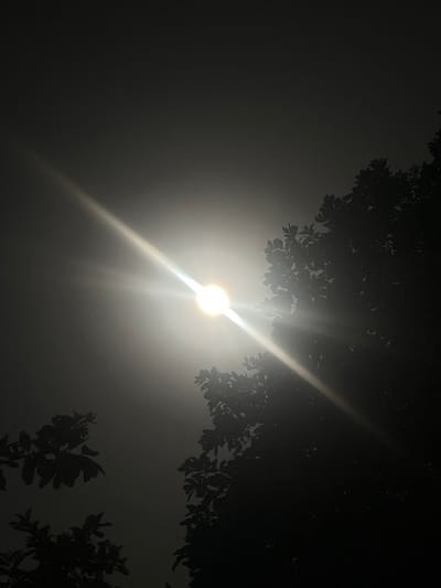 The image shows a bright light source, likely the sun, shining through a hazy or foggy atmosphere. The light is creating a strong glare and a visible beam extending across the frame. Silhouetted against the light are the dark forms of tree branches and foliage. On the left side of the image, there are also some indistinct, dark shapes that appear to be leaves or branches. The overall impression is one of a dimly lit environment with a powerful light source breaking through. The image does not contain any discernible elements that would allow for a specific location to be identified, nor does it show any people or actions.