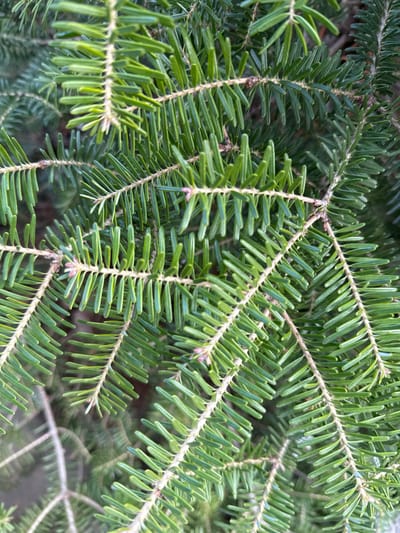 The image displays a close-up view of vibrant green coniferous tree foliage, observed in Krasnooktiabrskiy, Russia. Multiple branches, densely covered with short, flat, dark green needles, are visible across the frame. The needles are arranged in rows along the stems, exhibiting slight variations in color, with some appearing a lighter shade of green, potentially indicating new growth or specific lighting. The background features blurred green elements, consistent with additional foliage, suggesting a natural outdoor environment. No individuals, animals, actions, or interactions are present within the scene. The lighting appears to be natural daylight, illuminating the needles and creating subtle distinctions in tone and texture.