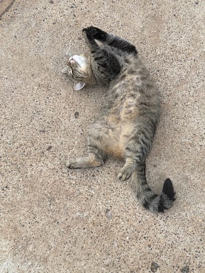 The media file shows a tabby cat lying on its back on a textured concrete surface. The cat has gray, black, and brown fur with distinctive stripes. Its eyes are closed, and its head is tilted back, suggesting it is relaxed or sleeping. The cat's paws are held up in the air. The background is an evenly lit concrete pavement with a speckled texture. The overall lighting suggests it is daytime, and there are no other notable environmental details visible. The scene is static, with the cat resting comfortably. There is no visible text in the image. The location context provided is Чайковская, Russia, but there are no specific visual cues in the image to confirm this.