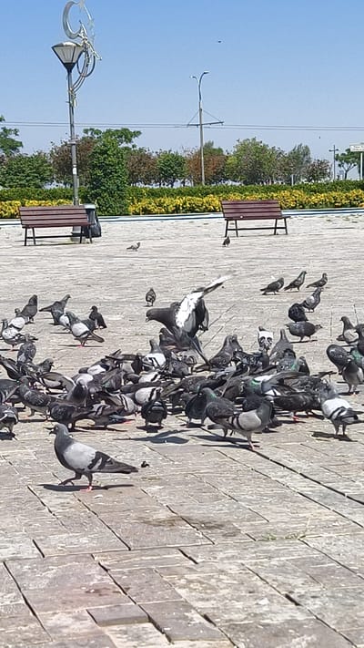 A flock of pigeons gathers on a paved plaza under a clear blue sky. The scene appears to be a public park or square in İzmir, Turkey, suggested by the unique crescent moon and star finial on the lamppost. Two wooden benches are visible, one to the left and one to the right of the frame, with a trash receptacle near the left bench. Lush green trees and yellow bushes form a backdrop behind the plaza.

The pigeons are the primary subjects, with a large concentration in the center and right of the image. One pigeon in the center is captured in mid-flight or about to take off, with its wings spread wide and showing black and white markings. Other pigeons are seen walking, pecking at the ground, or clustered together. The paved ground is made of large, rectangular stone tiles.

The sunlight suggests it is daytime, likely late morning or early afternoon given the bright sky and defined shadows. The overall atmosphere is calm and natural, depicting a common urban wildlife scene. No visible text is present in the image.