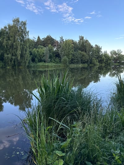 The image depicts a serene natural landscape, likely a park or a nature reserve, situated in the city of Letniy Otdykh, Russia. The scene is dominated by a calm body of water, possibly a lake or a pond, reflecting the clear blue sky dotted with scattered white clouds. Lush green trees and foliage form a dense forest along the bank of the water, creating a natural backdrop. Tall grasses and reeds grow along the foreground edge of the water, adding texture and depth to the scene. The overall impression is one of tranquility and natural beauty, characteristic of a peaceful outdoor setting. No people or specific man-made structures are visible, emphasizing the untouched nature of the environment.