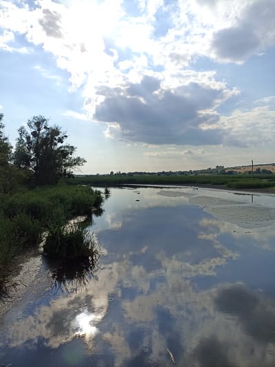 This is a landscape photograph taken in Zoziv, Ukraine, likely during the daytime. The scene depicts a body of water reflecting the sky, with lush green vegetation along the left bank. The sky is filled with a mix of bright white and gray clouds, suggesting a partly cloudy day, and the sun is visible, casting a bright reflection on the water.
To the left, a large, mature tree with prominent mistletoe clusters dominates the bank, surrounded by dense green reeds and grass. The water itself is calm, creating a mirror-like surface that vividly reflects the clouds and the sun. Scattered across the water are a few small birds and some debris.
In the background, beyond the water, is a flat expanse of green fields, possibly agricultural land, with a line of trees and some distant buildings. A utility pole stands on the right side of the background, adding a man-made element to the natural landscape. The overall impression is one of a serene, natural environment bathed in the light of a sunny day. There is no visible text in the image.