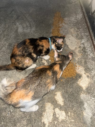 In Lampeudaya, Indonesia, two calico cats are observed eating dry cat food scattered on a rough concrete ground. The cat in the foreground is closer to the viewer, facing away and looking towards the food. The second cat, in the background, is also facing the food, its head down as it eats. The area appears to be an outdoor space, possibly a patio or alleyway, with a metal fence visible in the upper right corner. The lighting suggests it is nighttime or an indoor area with low light conditions.