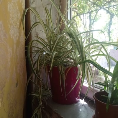 A spider plant sits in a pink pot on a windowsill. The plant has long, thin leaves with white stripes. The windowsill is dirty and shows signs of water damage. Outside the window, trees and foliage are visible, suggesting an outdoor setting. Sunlight streams through the window, casting shadows on the windowsill. To the right of the spider plant, another plant in a brown pot is partially visible. The background features a yellow patterned curtain on the left and a textured wall behind the plant. The scene appears to be indoors, likely in a home or apartment, in Slobidka, Ukraine. No people or text are visible in the image.