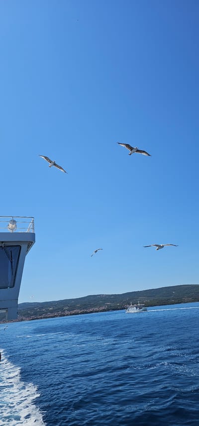The image captures a sunny day scene with a clear blue sky and bright sunlight. The primary subjects are seagulls in flight against the vast expanse of the sky. There are four prominent seagulls visible, with one appearing larger and closer to the foreground, showcasing detailed wing patterns.
The scene also includes a body of water, likely the sea, with visible waves and a white foam trail, suggesting movement, possibly from a boat. On the right side of the frame, a distant shoreline is visible, characterized by a densely vegetated hillside dotted with buildings, indicating a coastal settlement. A ferry or large boat is also visible near the shore, partially obscured by the terrain.
In the lower part of the image, a portion of a boat's structure is visible, including a window with windshield wipers and part of a railing, hinting that the photograph was taken from a moving vessel. The bright sunlight and clear sky suggest it is daytime, likely mid-morning to afternoon.
The overall mood is serene and natural, focusing on the interplay between the sea, sky, and the wildlife. No specific text is legible in the image. The location context provided is Supetar, Croatia, which aligns with the visual cues of a coastal landscape with a settlement and ferry services.