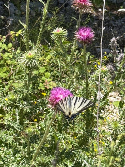 A butterfly with black and white stripes is perched on a pink thistle flower. The butterfly's wings are open, revealing its patterned markings. The thistle plant is surrounded by other green, spiky plants and a rocky, uneven surface. The background is blurred, suggesting an outdoor natural environment. The scene appears to be a close-up shot, focusing on the interaction between the butterfly and the flower. This image was taken in Žlijebi, Montenegro.