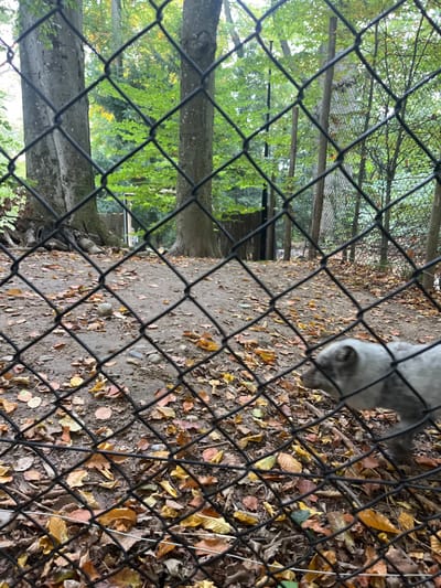 An outdoor animal enclosure, likely at the Parc zoologique et botanique de Mulhouse, France, is depicted through a black chain-link fence positioned in the immediate foreground. The ground inside the enclosure is composed of dirt and scattered, multicolored autumn leaves in shades of brown, orange, and yellow. A single animal, identified as an Arctic Fox, with mottled grey and white fur, is partially visible in the lower right quadrant, moving from left to right with its head lowered, appearing to traverse the leaf-covered ground. The background consists of a wooded area containing multiple large trees with light grey trunks and green foliage, along with additional fencing or enclosure structures. The scene is illuminated by natural, diffuse daylight.