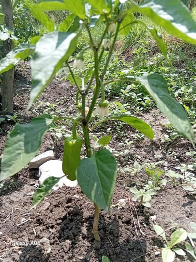 In Kojo-Aryk, Kyrgyzstan, a close-up, eye-level shot shows a green pepper plant growing in rich, dark soil. The plant is centered, with large green leaves obscuring parts of the background, which consists of other vegetation and dry grass. A single green pepper hangs from the plant, accompanied by two small white flowers. The lighting suggests it is daytime, with sunlight creating shadows. The ground is uneven and appears to be an outdoor garden or field. The lower left corner of the image contains the text "Galaxy A06".