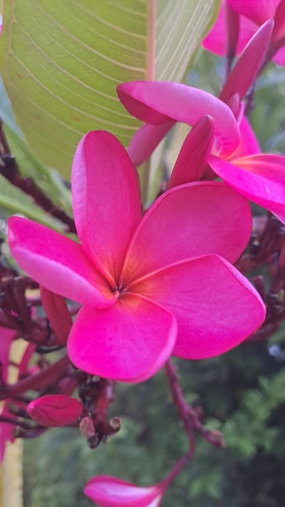A vibrant pink Plumeria flower is in full bloom, its petals unfurling in a delicate spiral. The center of the flower exhibits a gradient of warm hues, transitioning from a bright orange-yellow to a deep, rich pink. Behind the prominent bloom, a large, light green leaf with prominent veins is visible, adding a natural backdrop. The surrounding environment is a lush, green garden, with hints of other unfurling Plumeria buds and branches. The image is captured with a shallow depth of field, blurring the background and drawing full attention to the exquisite detail of the central flower. This photograph was taken in Lhokawe Teungoh, Indonesia, showcasing the exotic flora of the region.