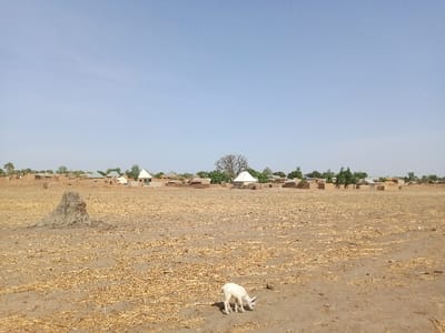 The image shows a dry, dusty field with scattered dry vegetation. In the distance, a small village is visible, consisting of simple, mud brick houses with thatched roofs. A single white goat grazes in the foreground. The sky is clear and blue, indicating a sunny day. The location is a rural area in Zum, Nigeria, with coordinates 10.116 latitude and 13.047 longitude. The scene suggests a dry, arid climate.