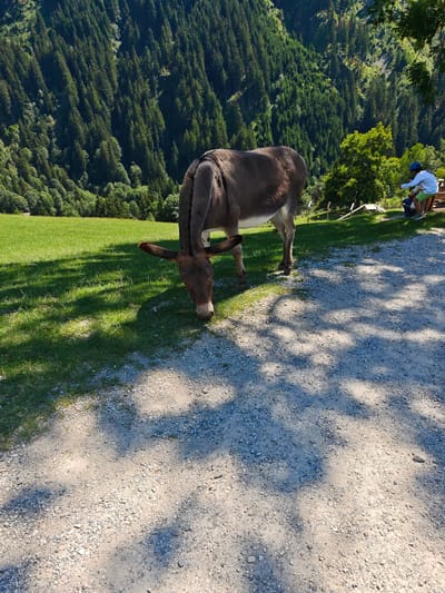 In Kochau, Austria, a donkey grazes on a grassy slope with a backdrop of a dense, evergreen forest covering a steep mountainside. The donkey is in the mid-ground, facing downwards and to the left, with its head lowered as if eating. In the background, to the right, a child wearing a light blue helmet, white shirt, and green shorts sits on a bench, facing away from the camera. The foreground consists of a gravel path, with dappled sunlight and shadows cast by unseen foliage. The overall scene depicts a natural, mountainous environment.
