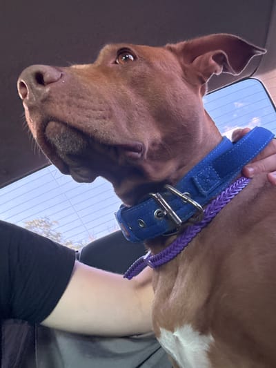 A medium-shot, indoor, eye-level, profile view shows a medium-sized, brown dog with white markings on its chest, wearing a blue collar and a purple braided leash, inside a car in Dorohanivka, Ukraine. The dog is looking up and to the left, with its ears perked. A person's arm and hand are visible, holding the dog's collar. The background consists of a car window showing a bright blue sky with scattered clouds and trees. The car interior is dimly lit and appears to be dark gray. The image has a slightly grainy quality, suggesting it was taken in low light conditions.