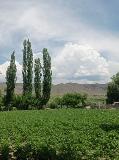 The image shows a vast field of green crops, possibly potatoes, in the foreground. Behind the field, a line of tall, slender trees stands prominently. Further back, rolling hills with a muted, earthy tone stretch across the horizon under a bright, cloudy sky. In the mid-ground, there are other trees and some simple fencing and structures, suggesting a rural or agricultural setting. The overall impression is one of open space and natural landscape, with elements of human cultivation present. The image is likely taken outdoors in Kengash, Kyrgyzstan, given the geographical context. There are no people or animals visible in the image.