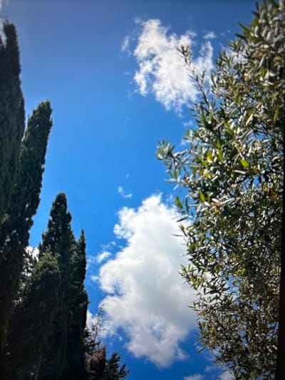 The image shows a view looking up towards a bright blue sky with scattered white clouds. On the left side of the frame, several tall, dark green cypress trees stand in a row. To the right, the branches of a tree with small, silvery-green leaves, possibly an olive tree, are visible, also reaching towards the sky. The overall scene suggests an outdoor setting, likely in a Mediterranean climate, consistent with the location of Castellammare del Golfo, Italy. There are no people or visible signs of activity in the image.