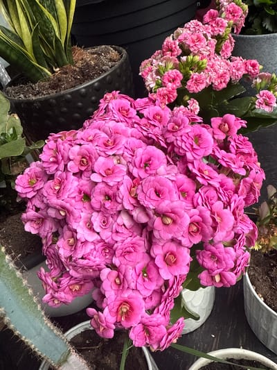 The image depicts a close-up of several potted plants, with a prominent focus on a large cluster of vibrant pink flowers, likely Kalanchoe. The flowers are tightly packed and layered, showcasing intricate petal structures. To the left, a snake plant with its characteristic striped green and yellow leaves is visible in a textured black pot. In the background, another plant with smaller pink flowers is partially visible, along with gray and black pots. The plants are arranged on a dark, flat surface, possibly a table or display stand. There are no people or animals present in the scene. The lighting suggests an indoor or shaded outdoor environment. The image does not contain any elements that indicate a specific location in Preston, United Kingdom.