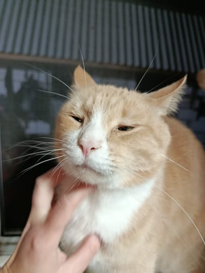 The image shows a close-up of an orange and white cat being petted by a person's hand. The cat has its eyes partially closed, giving it a relaxed or contented expression. Its whiskers are prominent, and its pink nose is visible. The background is out of focus, but appears to be an indoor setting with vertical blinds or a similar textured surface. The lighting suggests it could be daytime, possibly indoors. The image seems to capture a moment of affection between the cat and its owner. There is no visible text in the image. The location context is Novozybkov, Russia.