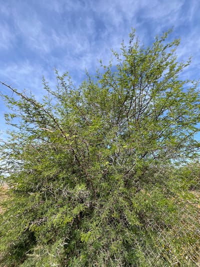 The image depicts a tree with green leaves and sharp thorns against a blue sky with wispy clouds. Part of a chain-link fence is visible adjacent to the tree. The photo was taken in Souihla سويهلة, Morocco.