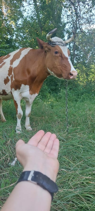 This media file captures a close-up, low-angle shot of a brown and white cow in an outdoor setting. The cow is tethered by a metal chain around its neck, with the chain extending out of frame. Its head is turned towards the camera, and its mouth is slightly open. The background consists of lush green grass and trees, suggesting a rural or pasture environment. In the foreground, a human hand is visible, reaching towards the cow with an open palm. The hand is adorned with a black watch with a silver buckle. The lighting suggests it is daytime, likely late afternoon or early evening given the warm tones. The overall impression is one of a brief, possibly hesitant, interaction between a human and the animal in a natural setting. No text is visible in the image.