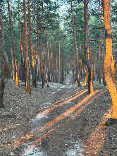 The image depicts a winding dirt path through a pine forest. The path is covered with pine needles and some patches of white, possibly frost or light snow. Tall, slender pine trees with reddish-brown bark line the path on both sides, creating a dense canopy overhead. The setting sun casts long, dramatic shadows across the path, highlighting the textured ground and the trunks of the trees. The lighting suggests it is late afternoon or early evening. The environment is natural and appears to be in a rural or park-like setting. There are no people or animals visible in the image. Given the provided location, this scene could be found in the forests surrounding Veshenskaya, Russia, a town known for its natural beauty and pine forests.
