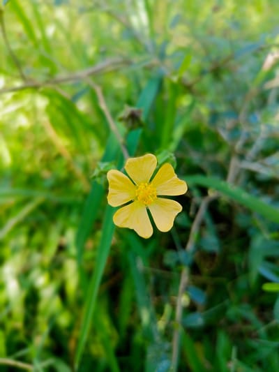 A single, small, yellow flower with five petals is in focus against a blurred green background of grass and foliage. The flower is centrally located in the image and has a textured yellow center. The green background suggests an outdoor environment, likely a grassy area or garden. The lighting suggests it is daytime, with a slight lens flare visible in the upper left corner.