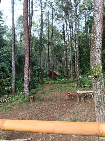 A dense forest scene with tall, thin trees reaching skyward. A small, red-roofed shelter stands amidst the trees. A rustic bench, fashioned from logs, sits on the grassy ground. The foreground features a smooth, yellow bamboo structure, adding a natural element to the composition. Lush greenery and ferns fill the undergrowth, creating a serene woodland environment.