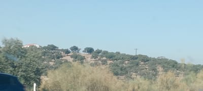 This image depicts a landscape scene with a clear blue sky. In the background, a hill is covered with a dense growth of trees, many of which appear to be olive trees due to their shape and foliage. A building with a red roof is visible on the left side of the hill, partially obscured by trees. On the right side of the hill, a tall, slender pole with crossbars, likely a utility pole or pylon, stands out against the sky. The foreground shows blurred greenery, suggesting the photograph was taken from a moving vehicle or with a shallow depth of field. The terrain appears dry and undulating. The scene is consistent with the rural landscape surrounding Trujillanos, Spain, which is known for its olive groves and hilly terrain.