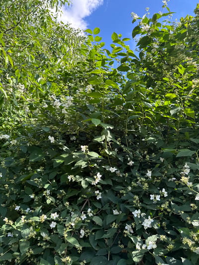 The image depicts a dense, green shrub with numerous small white flowers, set against a bright blue sky with scattered white clouds. The foliage is lush and varied, with some leaves catching the sunlight and appearing brighter. The flowers are delicate, with multiple petals, and many are clustered together on branches. Some branches extend upwards, reaching towards the sky, while the bulk of the shrub forms a thick wall of leaves and blossoms. There are no people or man-made objects visible in the frame. The setting appears to be outdoors, likely in a garden or natural area. The image does not provide any specific geographical indicators that would allow for a precise location within the city of Кузнецово, Russia, or any other location.