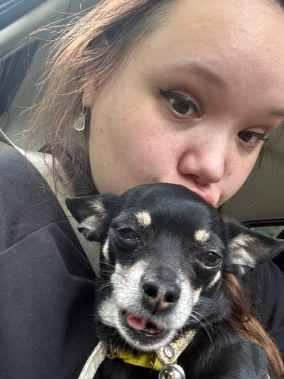 The image is a close-up, selfie-style photograph of a young woman holding a small black dog, possibly a chihuahua mix, to her face. The woman has light brown hair, some of which is falling over her face and shoulders. She is wearing makeup, including winged eyeliner. She is also wearing a teardrop-shaped earring. The dog has black fur with tan markings around its eyes and on its ears. Its tongue is slightly sticking out, and it is wearing a sparkly yellow collar with a bell. The background appears to be the interior of a car, with hints of a light-colored seat or headrest. The overall lighting suggests it is daytime. The scene does not provide any visual cues to ascertain the location within Pereslavl-Zalessky, Russia.