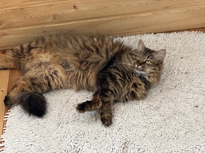 A long-haired tabby cat with green eyes is lying on a white rug in front of a wooden wall. The cat is positioned on its left side, with its head turned towards the viewer and its body extended to the right. Its fur is a mix of brown, black, and lighter brown tones, with a fluffy mane around its neck. Its tail is curled up near its body. The rug has a shaggy texture. The wooden wall behind the cat appears to be made of horizontal planks. The overall scene suggests a domestic indoor setting.