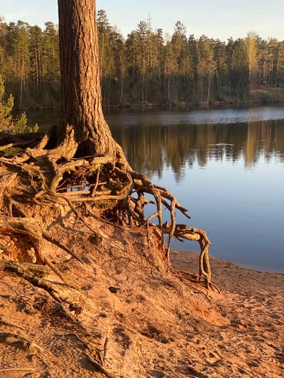 The image depicts a scene at a lake in Vyritsa, Russia. A tree with exposed roots grows on a sandy bank. The lake is visible in the background, reflecting the trees on the opposite shore. The sky is overcast.