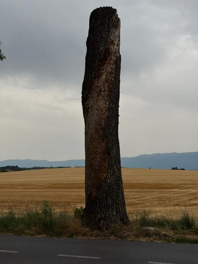 The image depicts a lone, tall tree stump standing prominently in the foreground. The stump is rough-barked and appears weathered. It is situated near a paved road with white dashed lines visible. Behind the stump, a vast field of dry, golden-brown crops stretches towards a distant line of soft, hazy mountains under a cloudy sky. The environment appears to be rural.