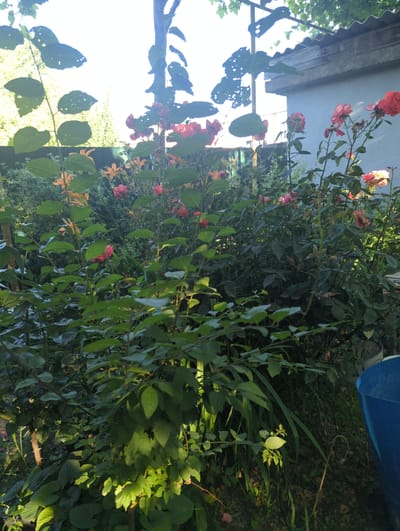 The image depicts a densely vegetated backyard in Pkhvenisi, Georgia, featuring a variety of flowering plants, predominantly roses and lilies. The scene is characterized by lush green foliage, with numerous rose bushes in bloom, displaying shades of pink and red. Some of the roses appear to be wilting or have already wilted, indicating the passage of time.
In the background, a light blue structure, possibly a building or shed, is partially visible. Adjacent to it is a corrugated metal roof. To the right of the frame, a bright blue plastic container is prominent, suggesting it may be used for gardening or storage. The ground is covered with a mixture of soil, small stones, and fallen leaves, contributing to the natural, somewhat untended appearance of the yard.
Sunlight filters through the leaves, creating areas of light and shadow, highlighting the textures of the plants and the rough surfaces of the structures. The overall impression is one of a lived-in, outdoor space, likely a garden or yard in a residential area of Pkhvenisi. No people are visible in the image.