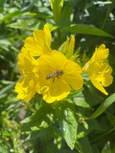 A close-up, top-down shot features a cluster of vibrant yellow flowers, some fully bloomed and others in bud. A bee is positioned on the center-most bloom, its body angled downwards as if collecting nectar. The petals of the flowers are slightly wet, with visible water droplets reflecting the sunlight. The background consists of lush green foliage, also speckled with water droplets, suggesting a recent rain or watering. The lighting is bright, creating highlights on the petals and leaves, and the overall atmosphere is that of a sunny day in a garden or natural setting. The location is a garden in Vasylkiv, Ukraine.