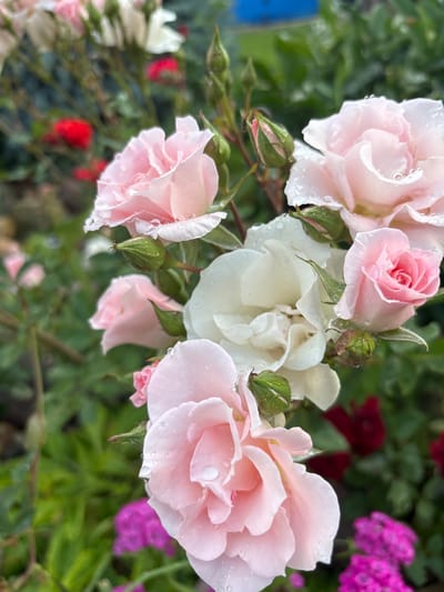 A close-up, high-angle shot showcases a cluster of light pink and white roses with water droplets on their petals. The roses are in various stages of bloom, with some fully open and others in bud. The background is a blur of green foliage, with hints of red and vibrant pink flowers in the distance, suggesting a garden setting in Bogorodsk, Russia. The presence of water droplets indicates recent rain or dew. The lighting is soft, hinting at an overcast or early morning time of day. There is no text visible in the image. The focus is on the delicate beauty of the flowers, evoking a sense of tranquility and natural elegance.