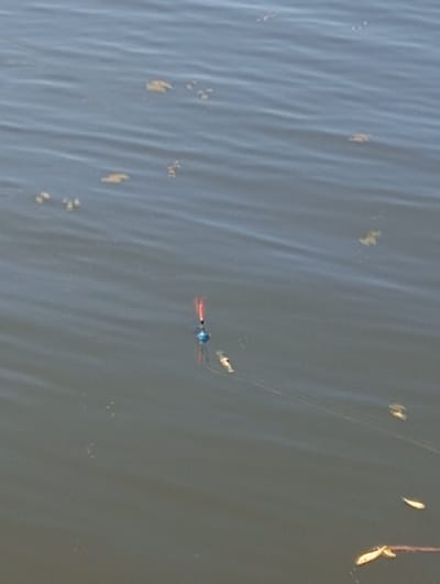 A fishing float, with a red and white tip and a blue body, is visible in the center of a body of water. The water is rippling and reflects a muted blue and gray sky. Several small, light-colored objects, possibly leaves or debris, are scattered across the surface of the water. The scene appears to be outdoors in a natural setting, possibly a lake or river. No people are visible in the image. The specific location in Buzke, Ukraine, is not discernible from the visual information provided.