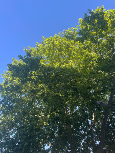 The image shows a view looking up into a tree with green leaves against a bright blue sky. A streetlight is partially visible among the tree branches at the top right. The location is likely in Valle de Elorz / Elortzibar, Spain.