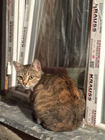 A tabby cat with golden eyes sits on a window sill in front of vertically striped window frames. The frames have "KRAUSS PVC PROFILE SYSTEMS" printed on them. The cat is mostly facing away from the camera, with its head turned to the left. The background appears to be indoors, with muted lighting and textures suggesting curtains or blinds.