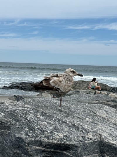 An outdoor, slightly rotated vertical photograph captures a coastal scene with a seagull as the primary subject. In the foreground and mid-ground, a large, juvenile seagull with mottled brown and white plumage stands prominently on a rugged grey rock, facing towards the left and looking upwards. Its feathers show distinct patterning and texture.
Behind the seagull and further along the rocky shore, a person, likely a woman, is seen sitting on another large grey rock. She has long, dark hair and is wearing a light-colored top and what appear to be teal shorts, looking out towards the ocean.
To the left of the rocks and stretching into the background is the ocean, with visible white-capped waves breaking gently. The water appears a calm blue-grey. Above the ocean and person, the sky is a pale blue with scattered, wispy white clouds, suggesting clear and bright weather. The rocks themselves are coarse and granular, showing variations in grey and white tones, indicative of granite or similar stone.
The scene depicts a peaceful moment at a rocky beach or jetty, likely in Hampton, United States of America, during daylight hours. No visible text is present in the image.