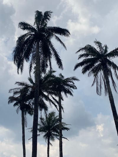 The scene in Amaigbo, Nigeria, depicts a low-angle view looking upwards at a cluster of five to six tall palm trees. These trees are rendered in dark silhouette, varying in height and trunk thickness, with their fronds extending across the frame. The background consists of an overcast sky characterized by diffuse white and gray cloud formations, with small patches of lighter sky visible between the clouds and tree fronds. No human subjects, animals, specific actions, or interactions are present within the frame.