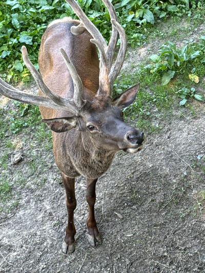 A close-up, high-angle shot shows a large male deer standing on a dirt path in a grassy area. The deer is brown with a shaggy coat and has large, multi-pointed antlers. Its head is turned to the right, and its mouth is slightly open. The background consists of green foliage and the dirt path. The location is identified as Buyinitsy village, Belarus.