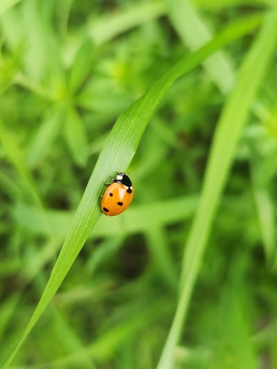 A close-up photograph depicts a ladybug with an orange shell and black spots resting on a blade of green grass. The grass blade is slightly angled, with other blades of grass and green vegetation out of focus in the background. The location is Altdorf (UR), Switzerland.