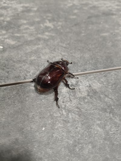 A rhinoceros beetle is positioned on a grey tiled surface. The beetle is brown and shiny, with its legs extended outwards. The surface appears to be an outdoor tile, possibly a patio or walkway, with a distinct grout line running horizontally across the image, partially beneath the beetle. The lighting suggests it is daytime. The location is identified as Grinăuți, Moldova. There are no people or any other objects of interest in the frame.