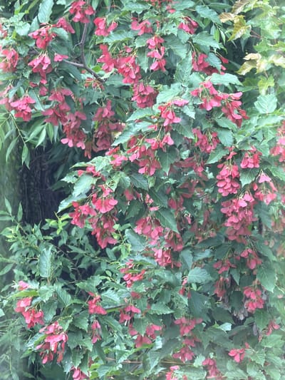 The image depicts a close-up view of a tree with numerous bright pink samaras, commonly known as "helicopter seeds," hanging from its branches. The samaras are clustered together in abundance, creating a dense visual effect against a backdrop of lush green leaves. The leaves are varied in shape and size, some appearing serrated, while others are broader and smoother. The lighting suggests an outdoor setting, likely during daylight hours, with a diffused light casting soft shadows. There are no people or animals visible in the image. The overall impression is one of a vibrant, natural scene dominated by the visual texture and color of the tree's fruit and foliage.