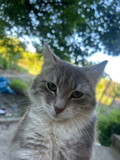 A gray and white cat is the primary subject, with its head tilted downwards, filling much of the frame. The cat's eyes are green. The background consists of blurred trees and foliage, suggesting an outdoor setting. The location is not identifiable as Elenovo, Bulgaria, based on the visual information provided. No people or actions are observable in the image. The environment appears to be a garden or wooded area.
